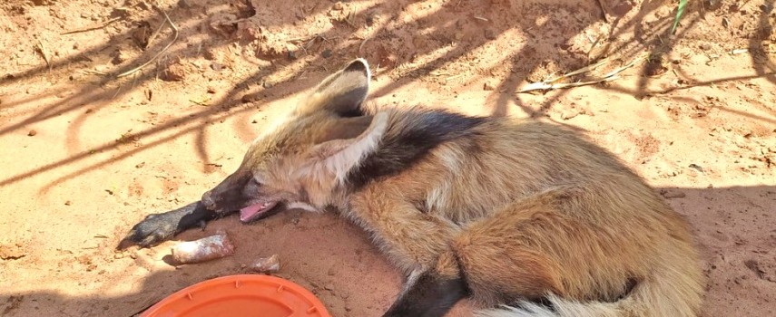 lobo-guara-e-resgatado-com-ferimentos-pelos-bombeiros-em-zona-rural