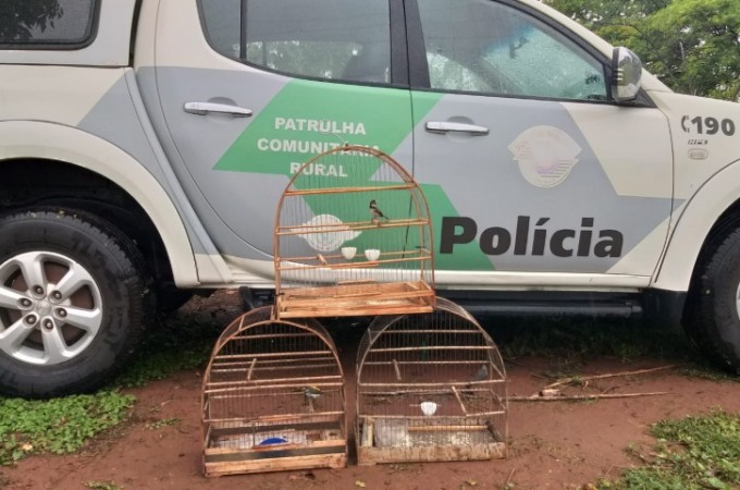 PM Ambiental flagra casal com pssaros silvestres