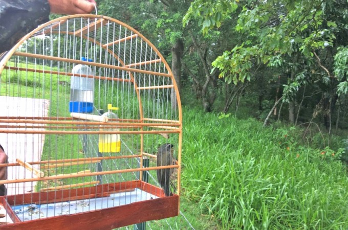 Itpolis: PM Ambiental flagra criador com pssaros sem licena