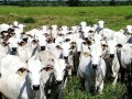 Sindicato Rural alerta sobre casos de raiva bovina na região 