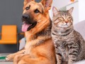 Governo de SP cria Programa de Proteção a Animais Domésticos