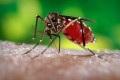 Focos da Dengue em imóveis aumentaram segundo prefeitura