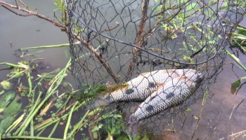 pm-ambiental-aplica-rs-12-mil-em-multas-por-pesca-em-barragem