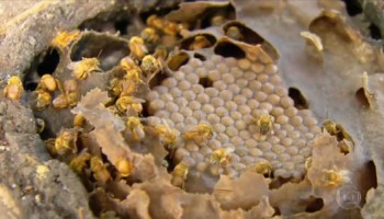 rincao-homem-de-56-anos-morre-apos-ser-atacado-por-abelhas