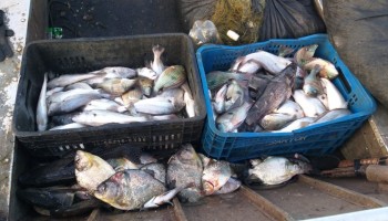 pm-ambiental-apreendeu-65-kg-de-peixes-capturados-no-rio-tiete