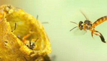 sindicato-rural-ira-oferecer-curso-inedito-sobre-criacao-de-abelhas