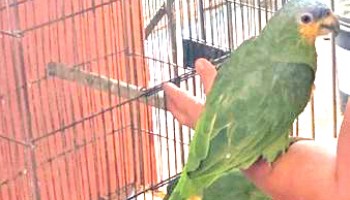 pm-ambiental-aplica-multa-em-criador-de-aves-de-itapolis