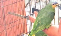 PM Ambiental aplica multa em criador de aves de Itápolis