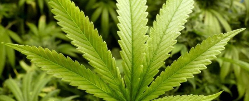 pm-localiza-plantio-de-maconha-no-jd.-sao-domingos