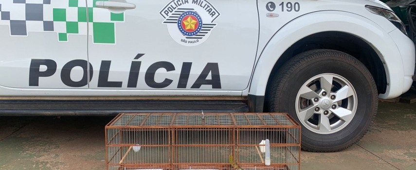 pm-ambiental-de-ibitinga-apreende-ave-em-cativeiro-irregular