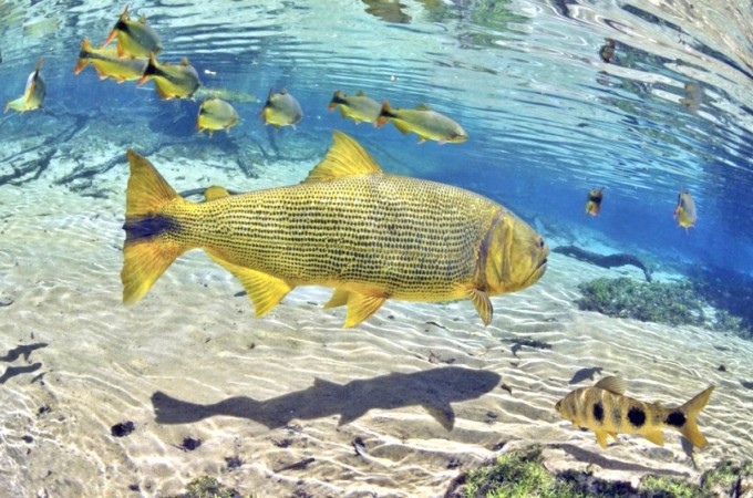 Populao pode denunciar pesca irregular na poca de Piracema