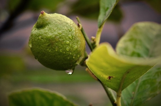 Sindicato Rural informa cuidados com a lavoura em dias de chuva