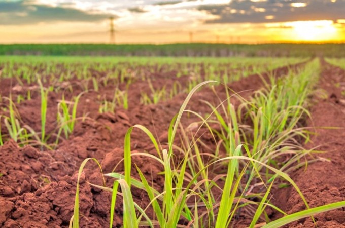 Bioestimulantes: fora extra no solo dos canaviais