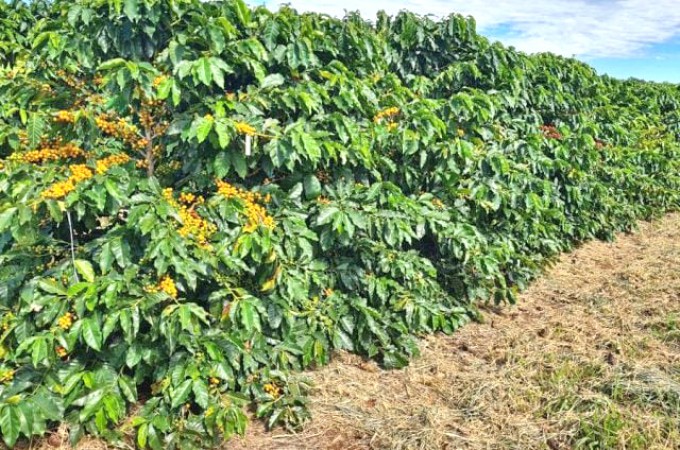 Como o dixido de carbono pode reduzir praga nos cafezais?