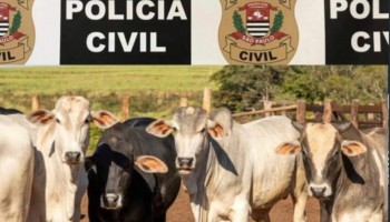 policia-civil-de-iacanga-recupera-dez-cabecas-de-gado-furtadas