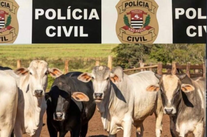 Polcia Civil de Iacanga recupera dez cabeas de gado furtadas