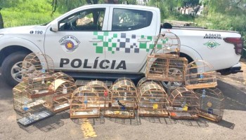 pm-ambiental-aplica-multa-de-rs-11-mil-depois-de-apreensao-de-aves