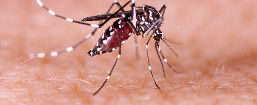 dengue-numero-de-casos-aumentou-3.697-no-acumulado-de-2022