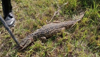 pm-ambiental-captura-jacare-em-rodovia-em-araras