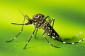 Ibitinga registrou alta de 138% nos casos positivos de Dengue