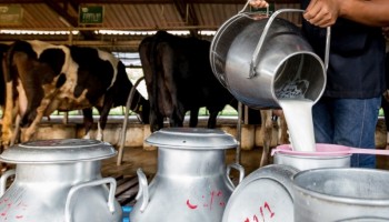 faesp-trabalha-pra-garantir-rentabilidade-dos-produtores-de-leite