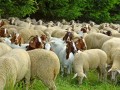 Atualizao cadastral de caprinos, ovinos e sunos segue at julho