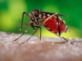 Ibitinga registrou 12 casos de Dengue em 2024