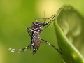 Estado de So Paulo decretou estado de emergncia por Dengue