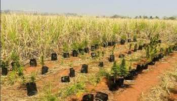 ibitinga-plantacao-de-maconha-e-descoberta-no-meio-de-canavial