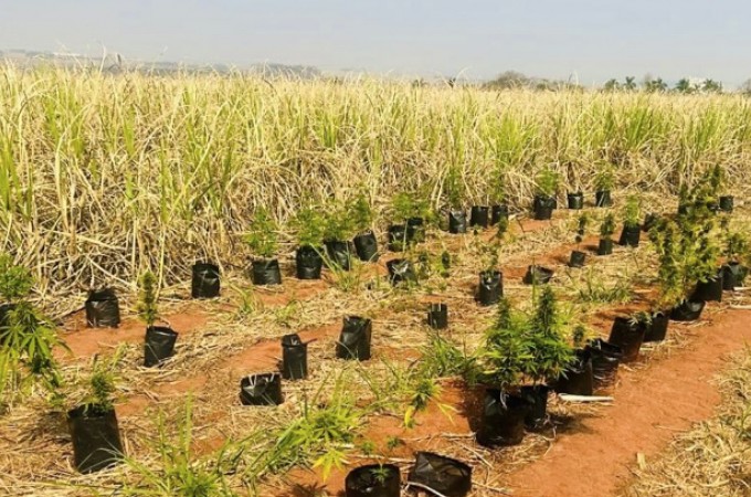  Ibitinga: Plantao de maconha  descoberta no meio de canavial