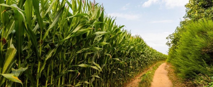 lider-nacional-agro-de-sp-registra-alta-de-112-nas-exportacoes