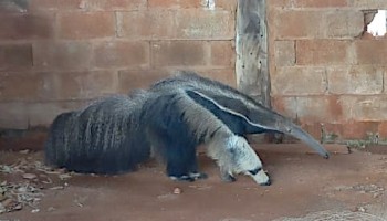 tamandua-foi-capturado-em-tabatinga