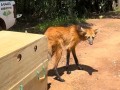 PM Ambiental realizou soltura de Lobo-Guar