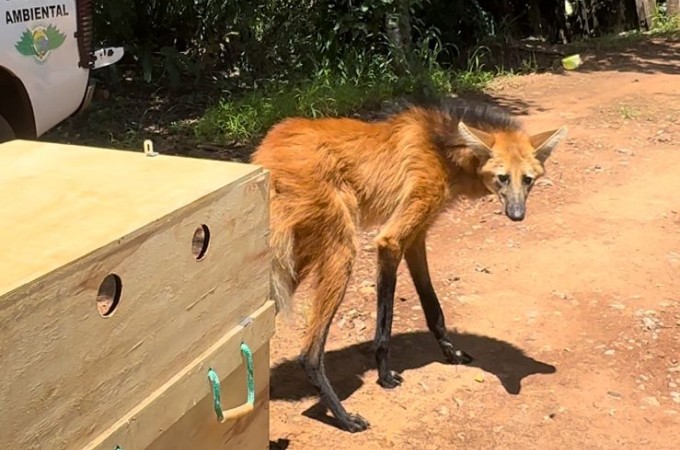 PM Ambiental realizou soltura de Lobo-Guar