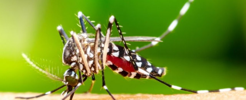 ibitinga-ja-registrou-mais-de-1.000-casos-de-dengue-em-2025