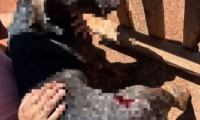 Cachorro vtima de maus-tratos  socorrido e mulher foi presa