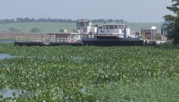 barqueiros-se-reunem-pra-retirar-aguapes-no-rio-jacare-guacu