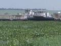 Barqueiros se renem pra retirar aguaps no Rio Jacar Guau