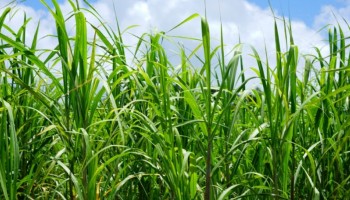 cana-de-acucar-safra-202526-sofre-impactos-de-questoes-climaticas