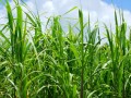 Cana-de-acar: Safra 2025/26 sofre impactos de questes climticas 