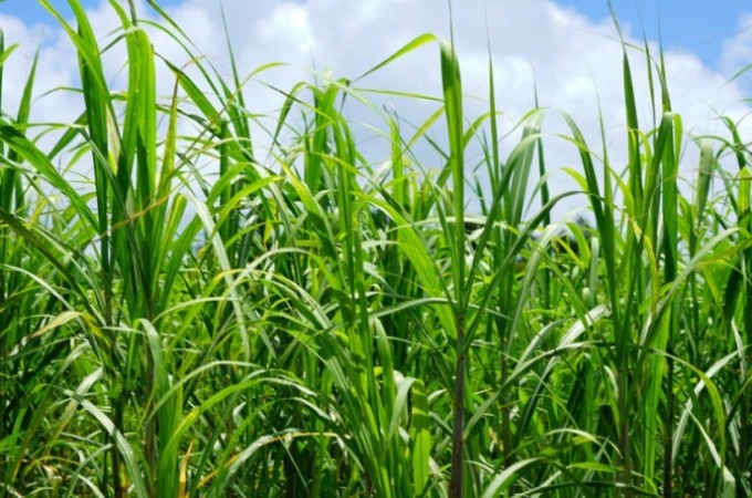 Cana-de-acar: Safra 2025/26 sofre impactos de questes climticas 