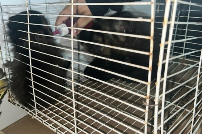 Macacos-prego capturados em Ibitinga s�o resgatados em Nova Odessa