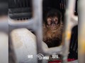 PM prendeu dupla com 4 filhotes de macaco capturados em Ibitinga