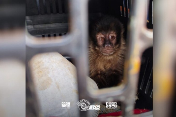 PM prendeu dupla com 4 filhotes de macaco capturados em Ibitinga