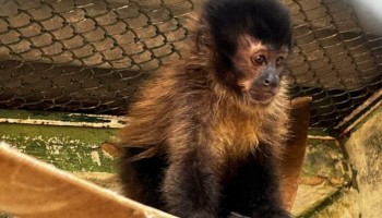 macaco-prego-vitima-do-trafico-vai-ser-solto-nesta-segunda-feira-8