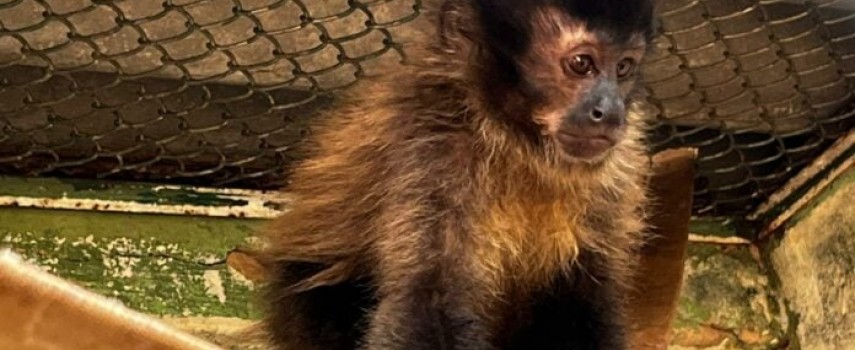 macaco-prego-vitima-do-trafico-vai-ser-solto-nesta-segunda-feira-8