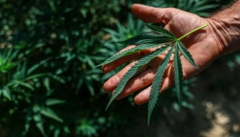 anvisa-autoriza-cultivo-controlado-de-cannabis-no-brasil