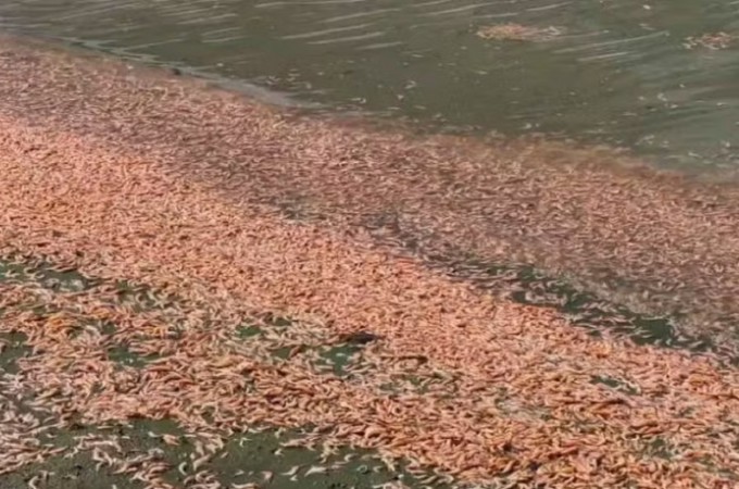 Igara�u do Tiet�: camar�es foram encontrados mortos no Rio Tiet�