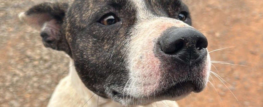 ibitinga-5a-feira-de-adocao-de-caes-e-gatos-sera-dia-08-de-marco