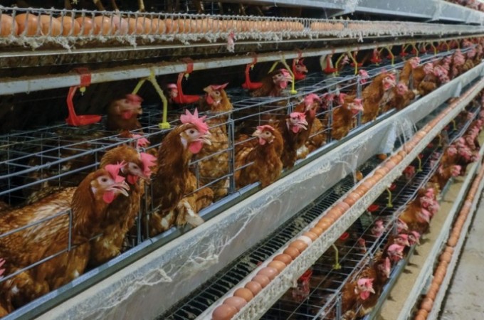 Avicultura v� em acordo UE-Mercosul espa�o para aprendizagem